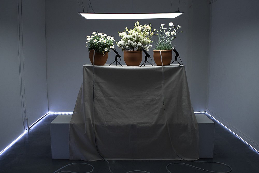 Victoria Walters - Emergency Conference (for Joseph Beuys)